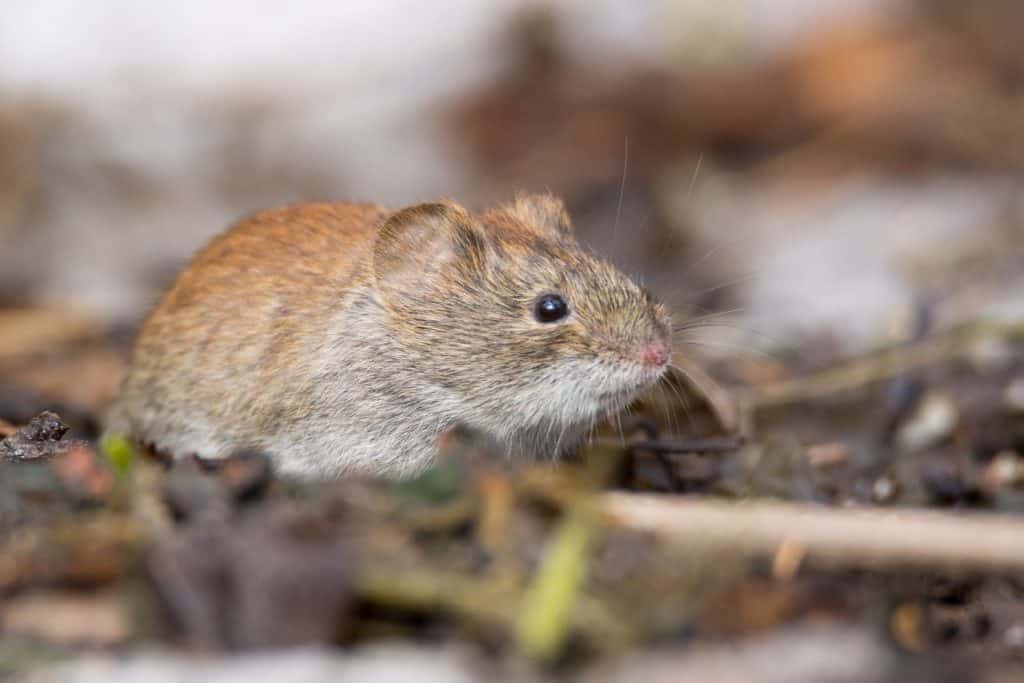 Co zrobić, żeby pozbyć się myszy w domu?